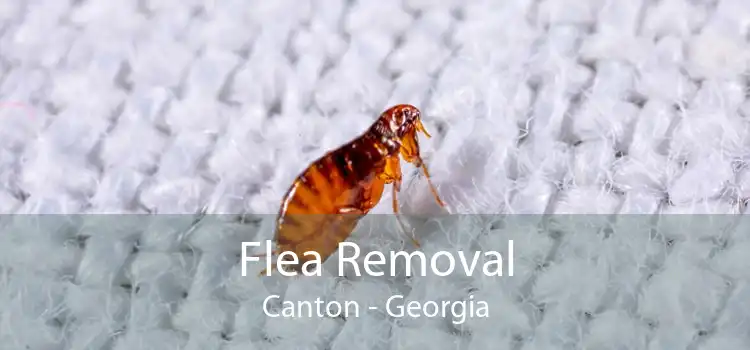 Flea Removal Canton - Georgia
