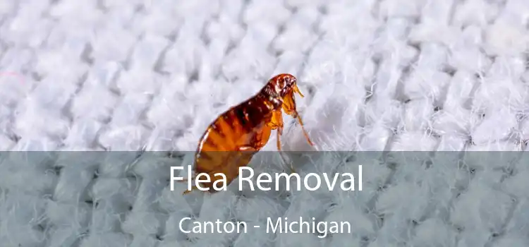 Flea Removal Canton - Michigan