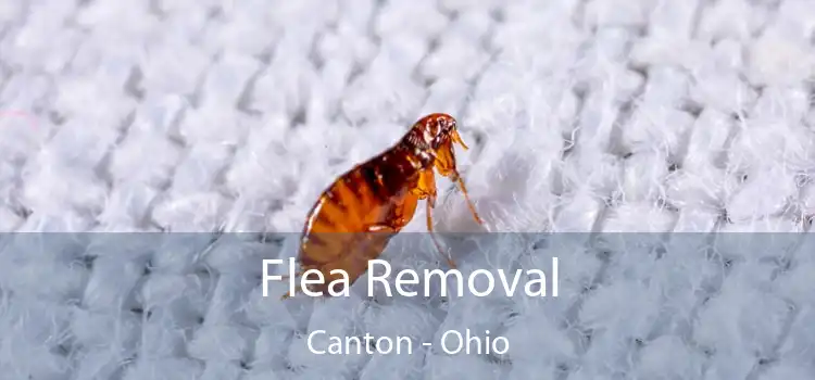 Flea Removal Canton - Ohio