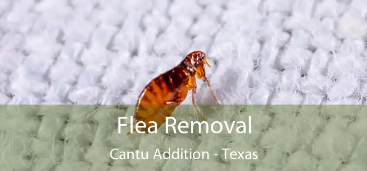 Flea Removal Cantu Addition - Texas