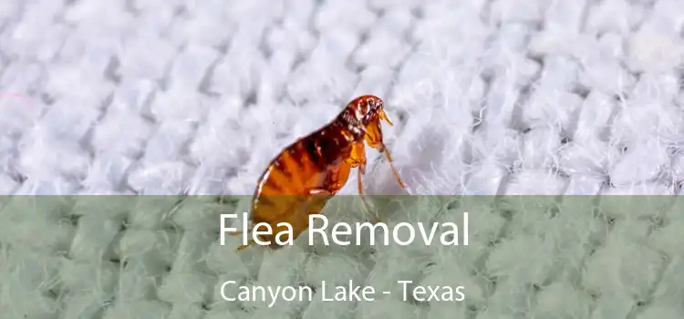 Flea Removal Canyon Lake - Texas
