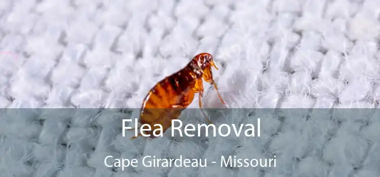 Flea Removal Cape Girardeau - Missouri