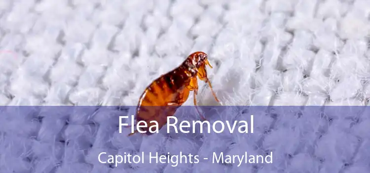 Flea Removal Capitol Heights - Maryland