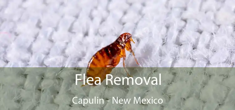 Flea Removal Capulin - New Mexico