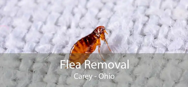 Flea Removal Carey - Ohio