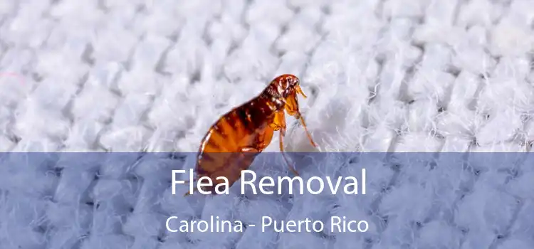 Flea Removal Carolina - Puerto Rico