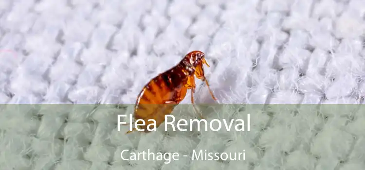 Flea Removal Carthage - Missouri
