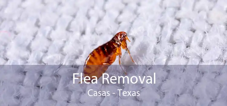 Flea Removal Casas - Texas