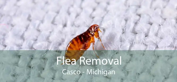 Flea Removal Casco - Michigan