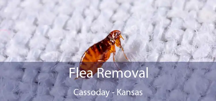 Flea Removal Cassoday - Kansas
