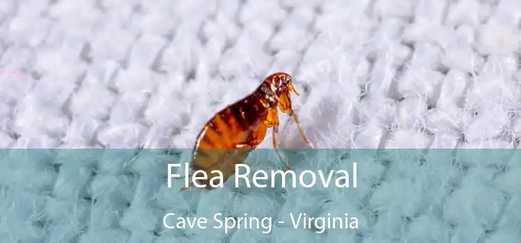 Flea Removal Cave Spring - Virginia
