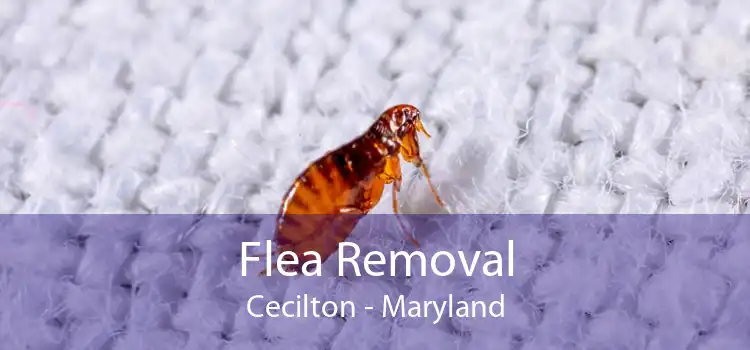 Flea Removal Cecilton - Maryland