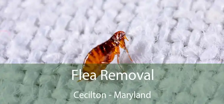 Flea Removal Cecilton - Maryland
