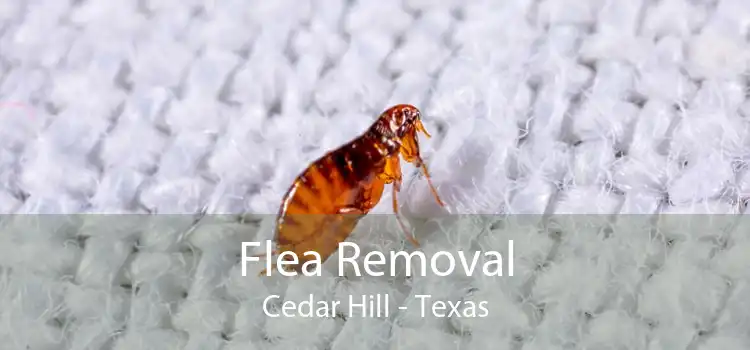 Flea Removal Cedar Hill - Texas