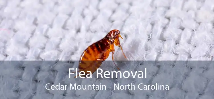Flea Removal Cedar Mountain - North Carolina
