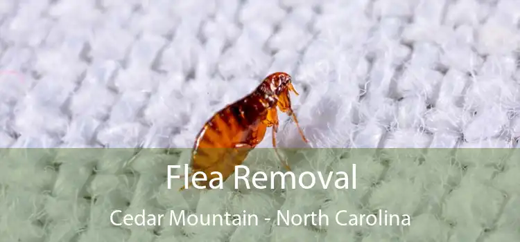 Flea Removal Cedar Mountain - North Carolina