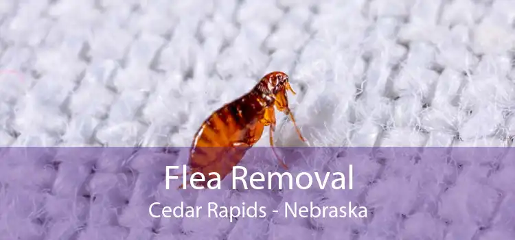 Flea Removal Cedar Rapids - Nebraska