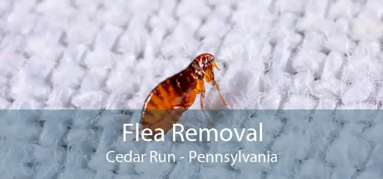 Flea Removal Cedar Run - Pennsylvania