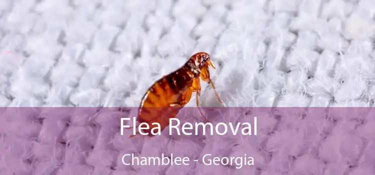 Flea Removal Chamblee - Georgia