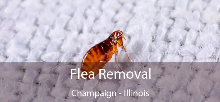 Flea Removal Champaign - Illinois