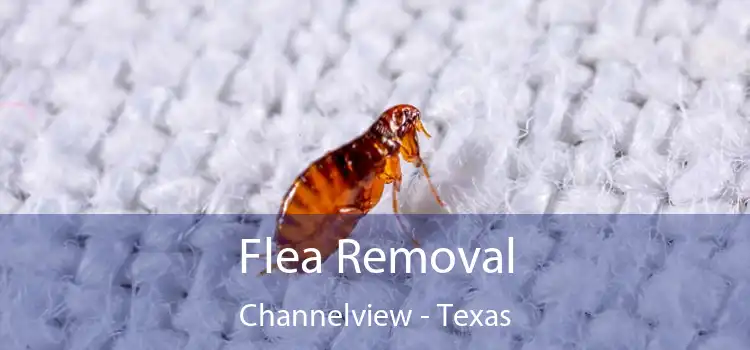 Flea Removal Channelview - Texas