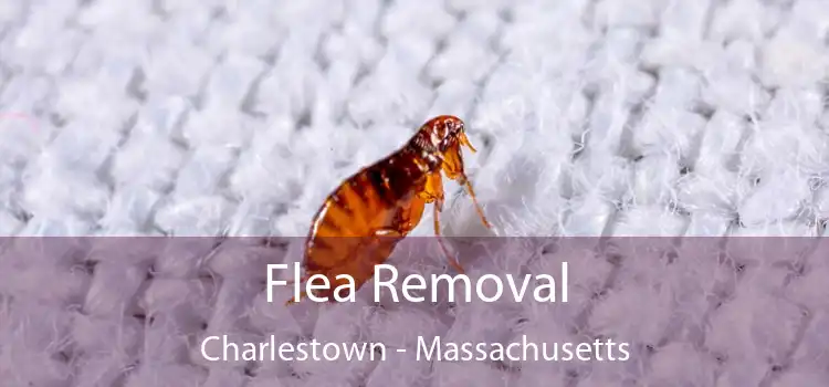 Flea Removal Charlestown - Massachusetts