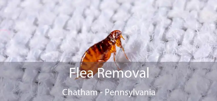 Flea Removal Chatham - Pennsylvania