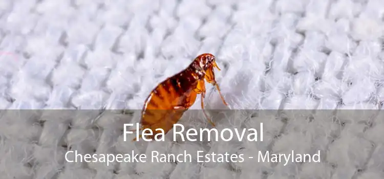 Flea Removal Chesapeake Ranch Estates - Maryland