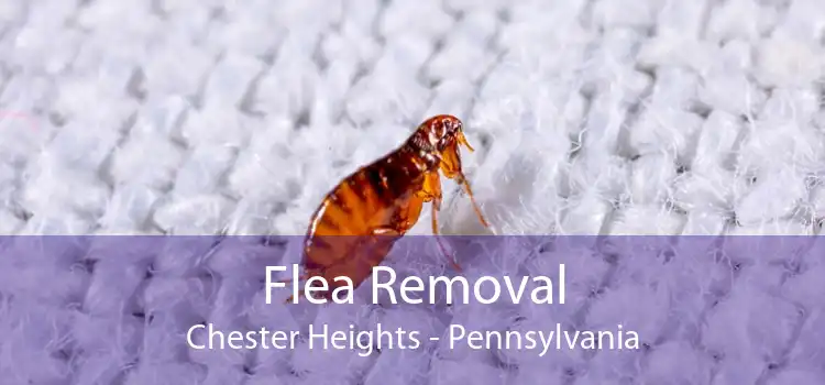 Flea Removal Chester Heights - Pennsylvania