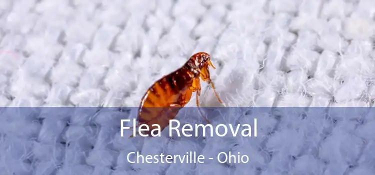 Flea Removal Chesterville - Ohio