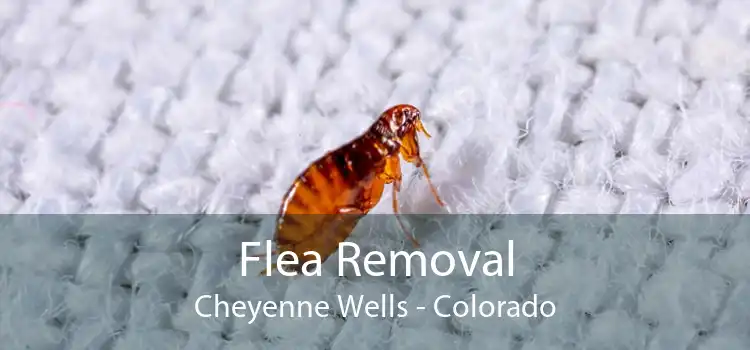 Flea Removal Cheyenne Wells - Colorado