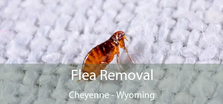 Flea Removal Cheyenne - Wyoming