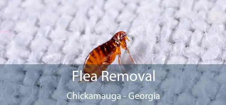 Flea Removal Chickamauga - Georgia