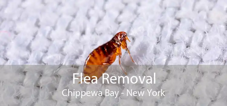 Flea Removal Chippewa Bay - New York
