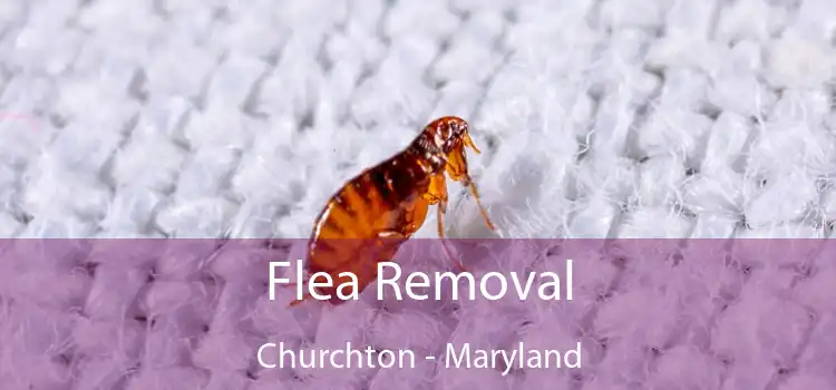 Flea Removal Churchton - Maryland