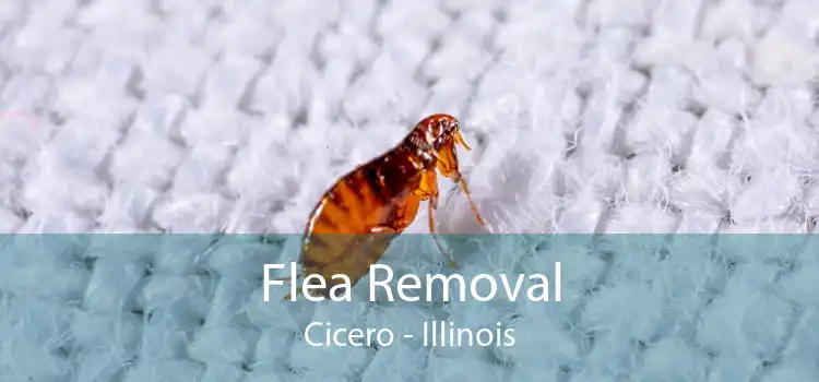 Flea Removal Cicero - Illinois
