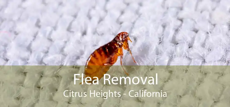 Flea Removal Citrus Heights - California