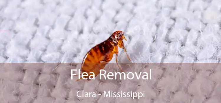 Flea Removal Clara - Mississippi