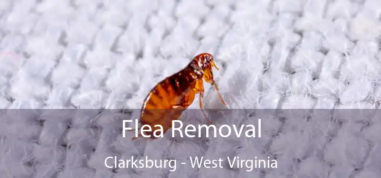 Flea Removal Clarksburg - West Virginia