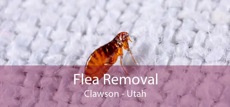 Flea Removal Clawson - Utah