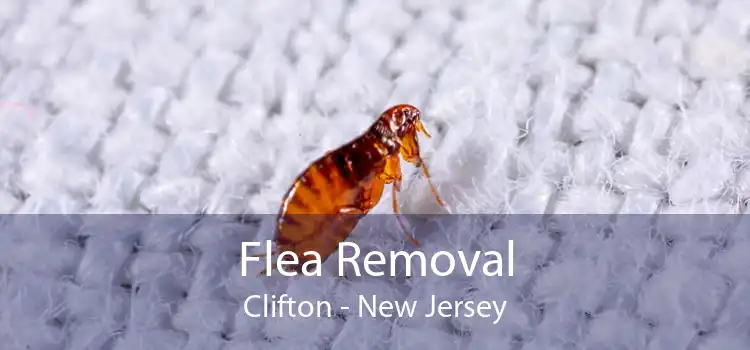 Flea Removal Clifton - New Jersey