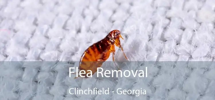 Flea Removal Clinchfield - Georgia