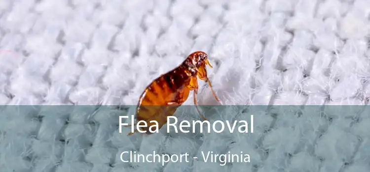 Flea Removal Clinchport - Virginia