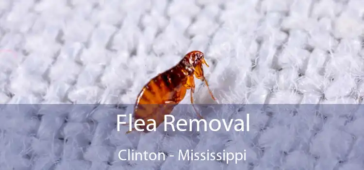 Flea Removal Clinton - Mississippi