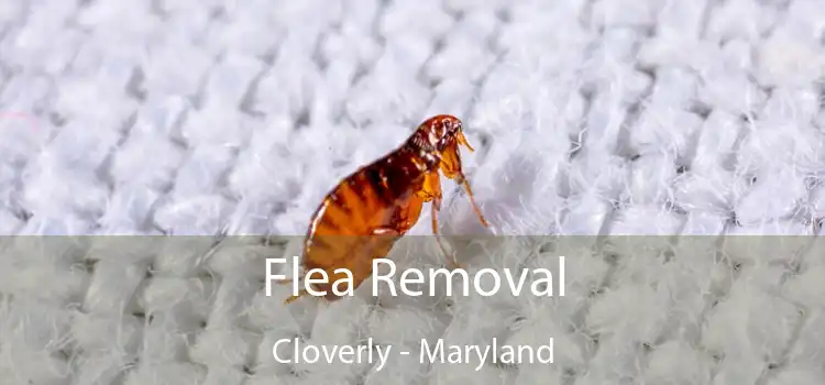 Flea Removal Cloverly - Maryland