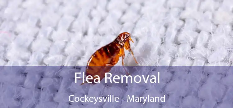 Flea Removal Cockeysville - Maryland