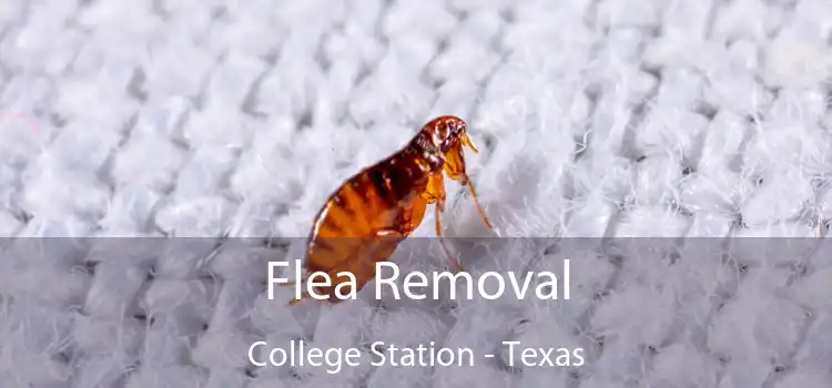 Flea Removal College Station - Texas