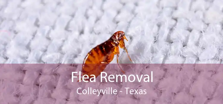 Flea Removal Colleyville - Texas