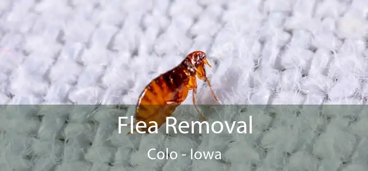 Flea Removal Colo - Iowa