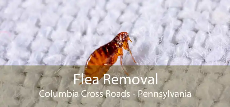 Flea Removal Columbia Cross Roads - Pennsylvania